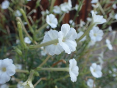 Nicotiana