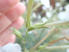 Nicotiana