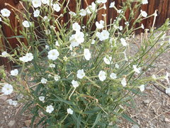 Nicotiana