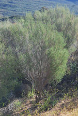 Aspalathus spinescens lepida