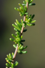 Aspalathus spinescens lepida