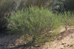 Aspalathus spinescens lepida