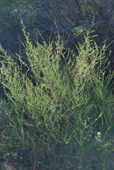 Aspalathus spinescens lepida