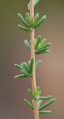 Aspalathus spinescens lepida