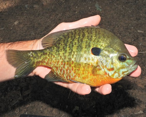 Pumpkinseed × Bluegill