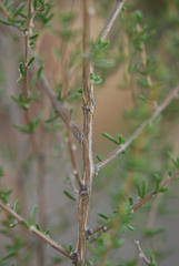 Aspalathus spinescens lepida