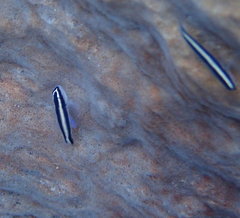 Elacatinus prochilos