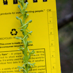 Platanthera michaelii