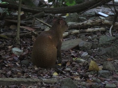 Dasyprocta ruatanica