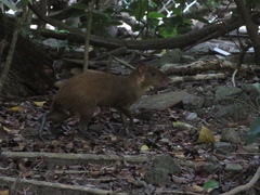 Dasyprocta ruatanica