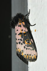 Xanthopastis moctezuma
