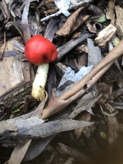 Leratiomyces erythrocephalus