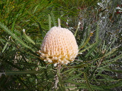 Banksia hookeriana
