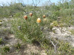 Banksia hookeriana