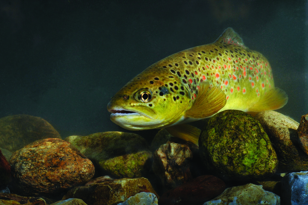 Prespa Trout