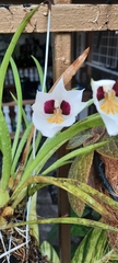 Miltoniopsis roezlii
