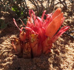 Hyobanche