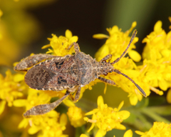 Merocoris distinctus