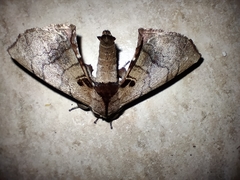 Apatelodes torrefacta