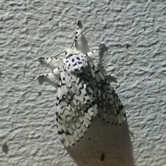 Arctioptera cavillator