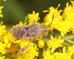Merocoris distinctus