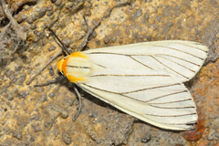 Spilosoma pelopea