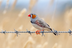 Zebra Finch photo 4