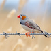 Zebra Finch - Photo (c) Andrew Allen, some rights reserved (CC BY), uploaded by Andrew Allen