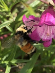 Bombus huntii