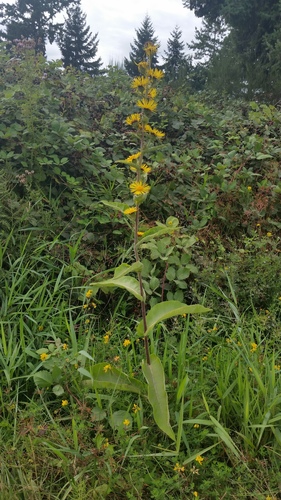 Inula racemosa (Inula racemosa)