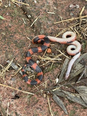 Geophis semidoliatus