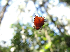 Micrathena ruschii