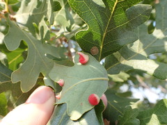 Andricus kingi