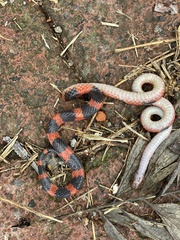 Geophis semidoliatus