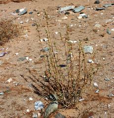 Tetraena prismatocarpa