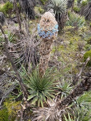 Puya trianae