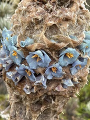 Puya trianae