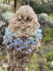 Puya trianae