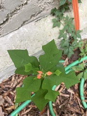 Euphorbia cyathophora
