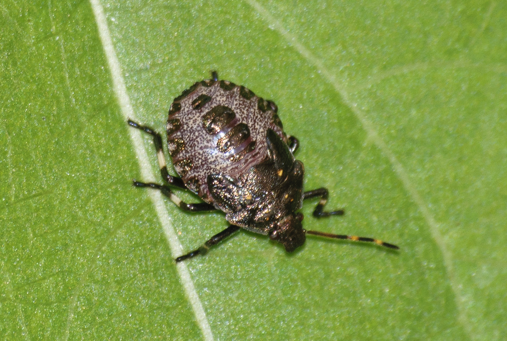 Spiny Shield Bug From Mora S, Sverige On July 28, 2021 At 06:40 Pm By 