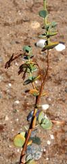 Tetraena prismatocarpa