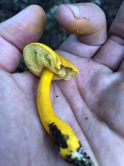 Aureoboletus auriflammeus