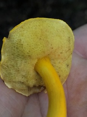 Aureoboletus auriflammeus
