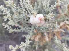 Asphondylia floccosa