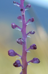 Lachenalia mutabilis