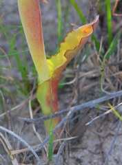 Lachenalia mutabilis