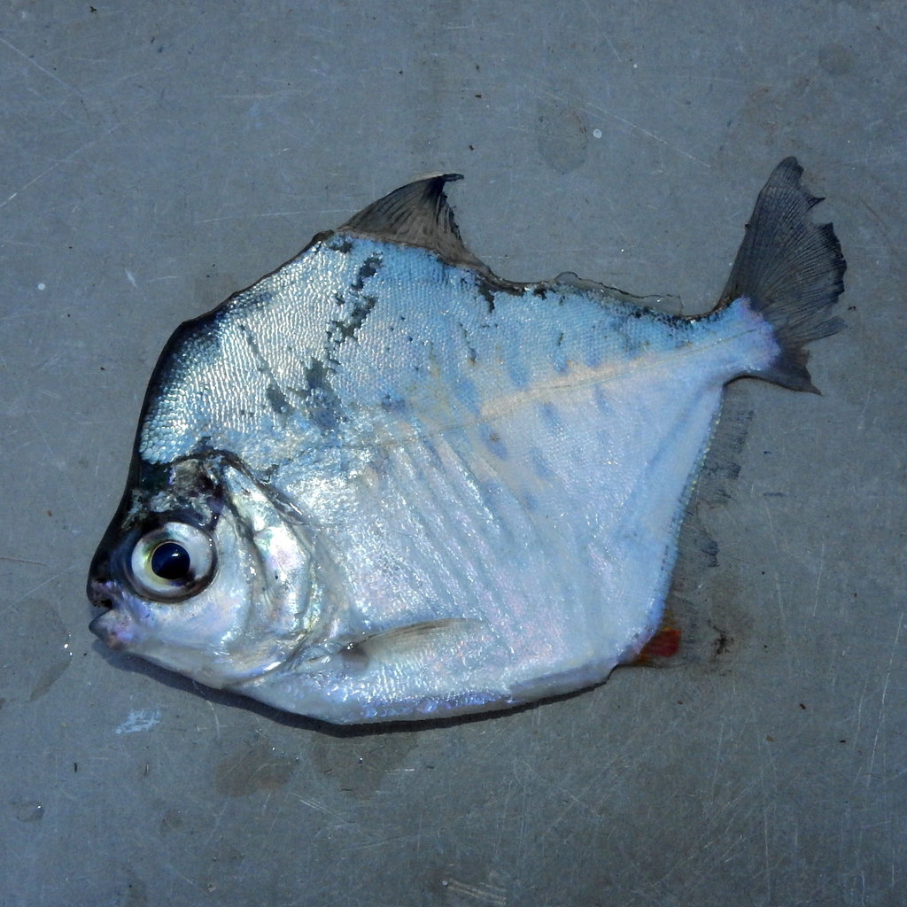 Spotted metynnis (Metynnis maculatus) — Serrasalmidae