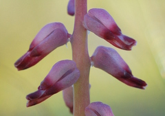 Lachenalia mutabilis
