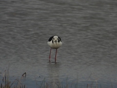 Himantopus mexicanus