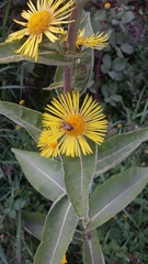 Inula racemosa